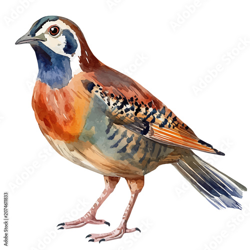 Partridge, vibrant watercolor vector illustration with flowing and detailed brush strokes, isolated on a white background.