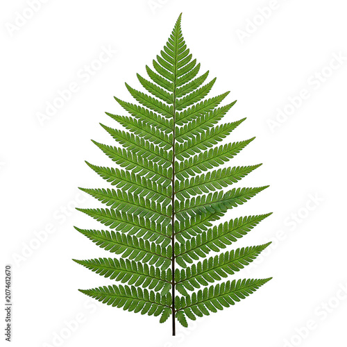 Vibrant green fern frond isolated on a transparent background. Ideal for botanical designs, nature themes, tropical illustrations, eco-friendly concepts, branding, product packaging, and creative grap