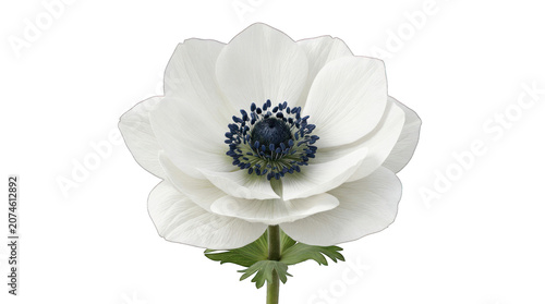 White anemone flower isolated on a transparent background. Perfect for floral designs, wedding invitations, botanical themes, greeting cards, product packaging, branding, and creative graphic projects