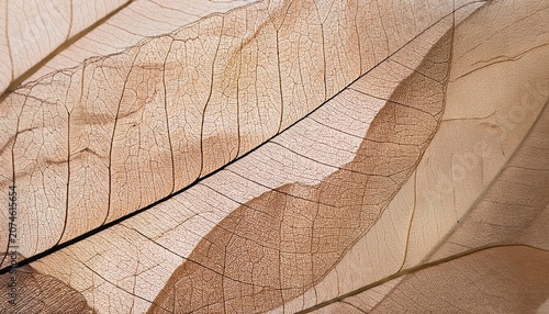 Nature Abstract Of Flower Petals Beige Transparent Leaves With Natural Texture As Natural Background Or Wallpaper Macro Texture Neutral Color Aesthetic Photo With Veins Of Leaf Botanical Design