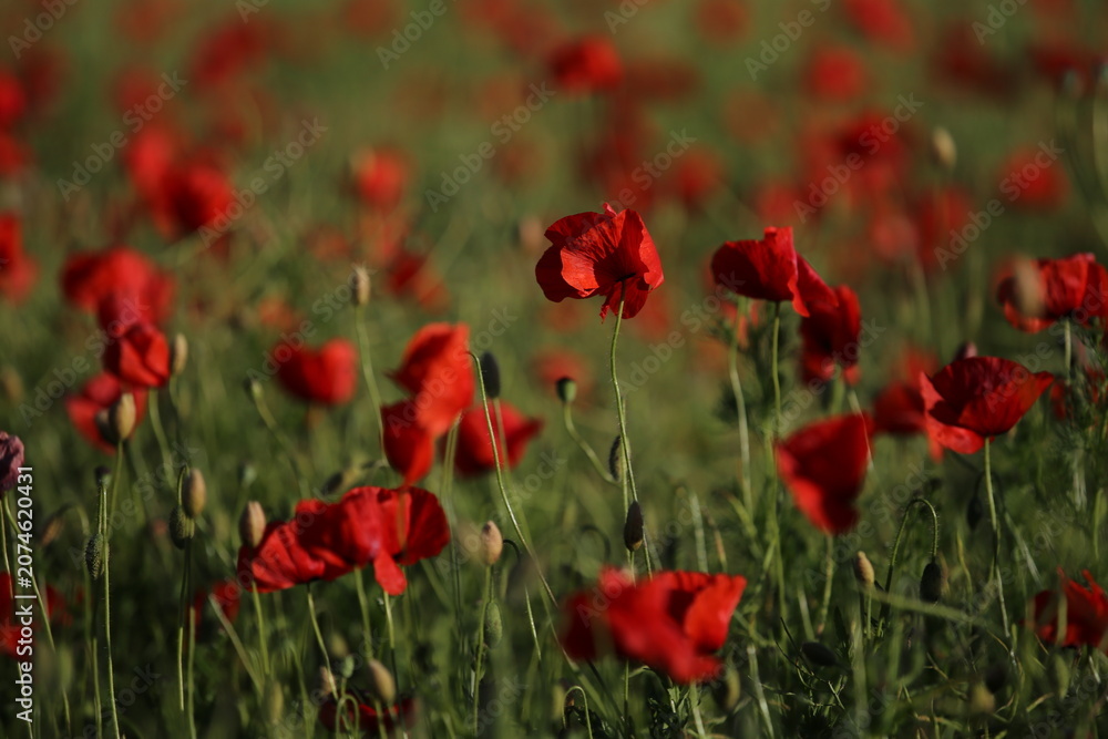 Fototapeta premium field of red poppies