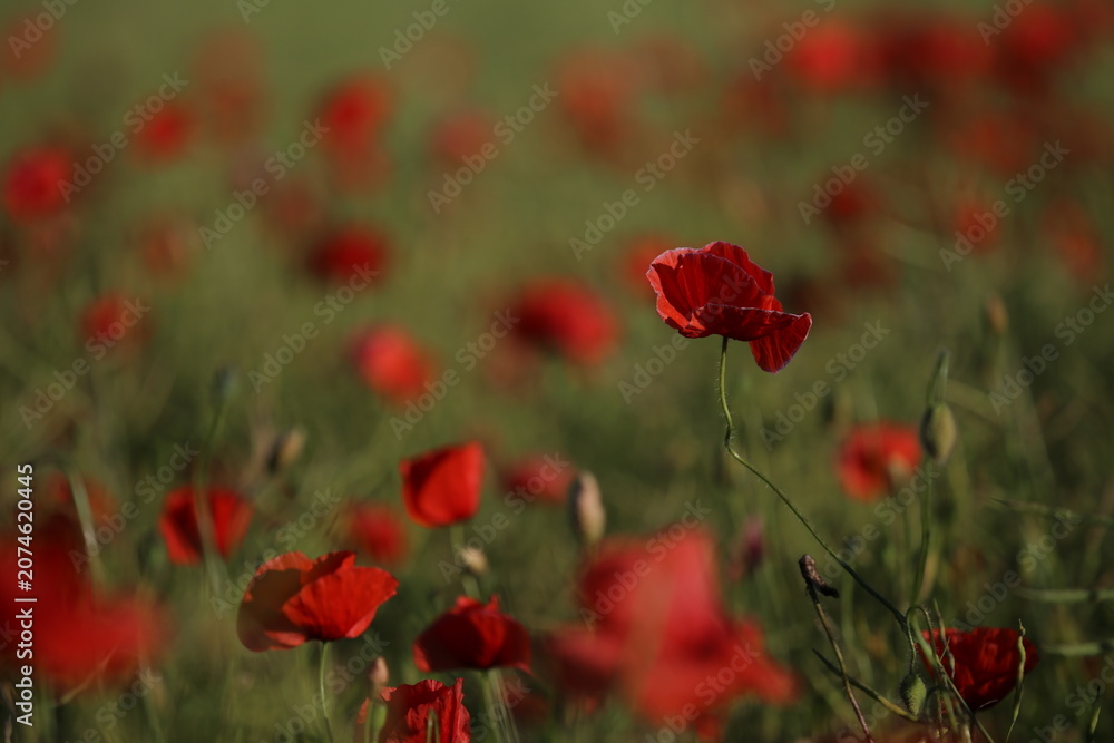 Fototapeta premium field of red poppies