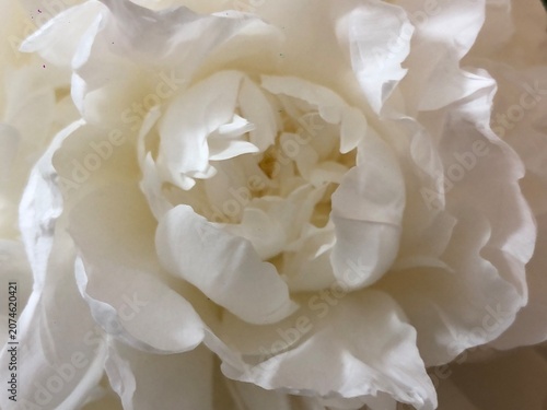 Beautiful close up of elegant white peony flowers in full bloom