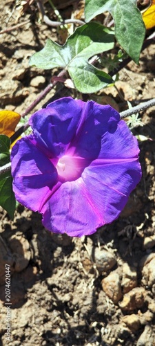 Blaue Kletterwinde auf La Palma