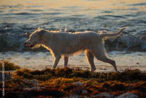 Dog walking on the beach in the early morning