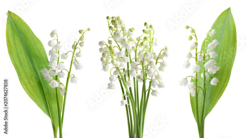 Lily-of-the-valley flowers and green leaves isolated on white, set