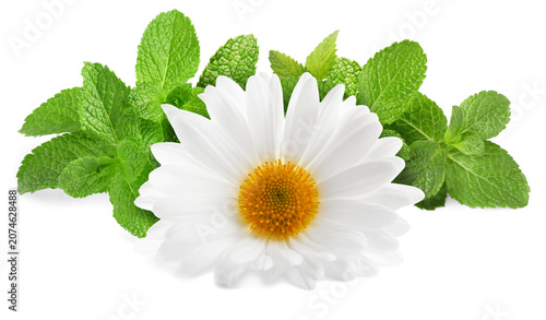 Chamomile flower and green mint leaves isolated on white