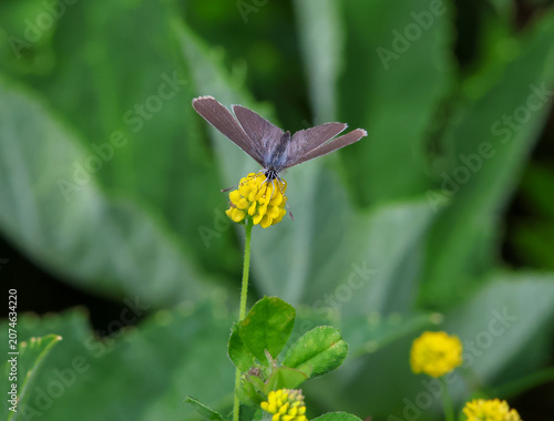 macro of a cupido minimus the small blue butterfly on a medicago lupulina blossom