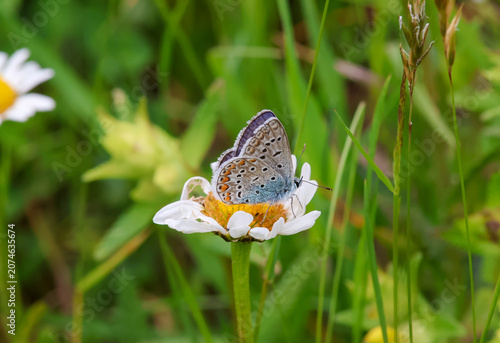 macro of a male polyommatus icarus the common blue butterfly on a daisy blossom