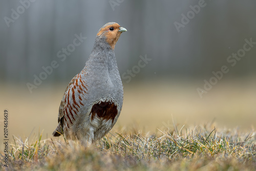 Grey Partridge at Dawn