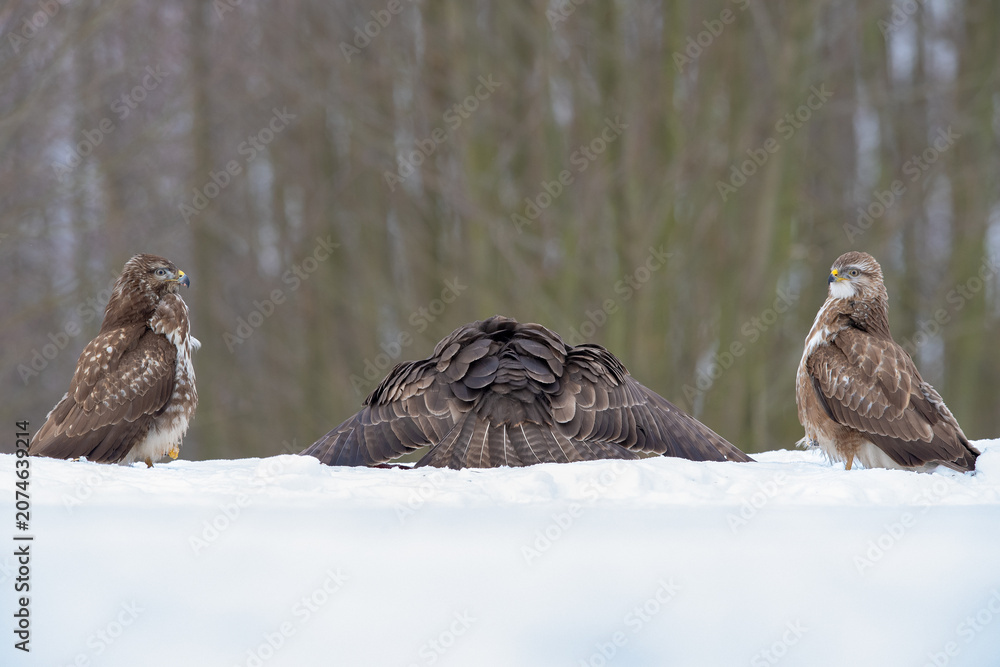 Obraz premium Three Common Buzzards