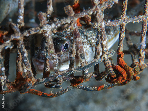 Tableau sur toile Pufferfish trapped inside a ghost fish trap