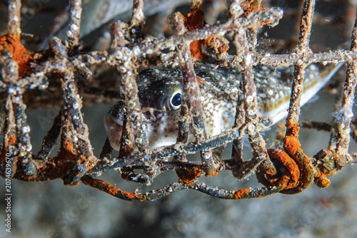 Bilde på lerret Pufferfish trapped inside a ghost fish trap