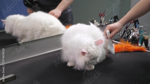 A female groomer is taking care of a white cat. She is using a hairdryer to dry the cat's coat on a table in the pet salon.