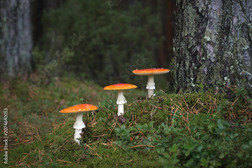 Photos Three red fly agaric mushrooms (Amanita muscaria) growing in a wild autumn fores