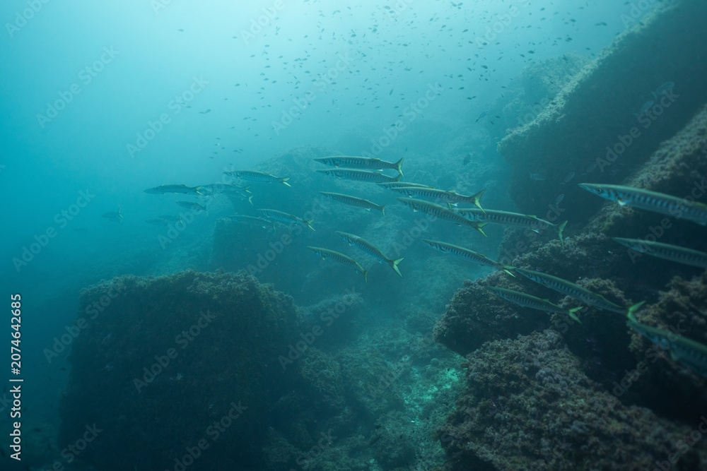Fototapeta premium School of barracuda swimming in Mediterranean Sea coral reef