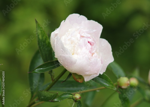 White peony