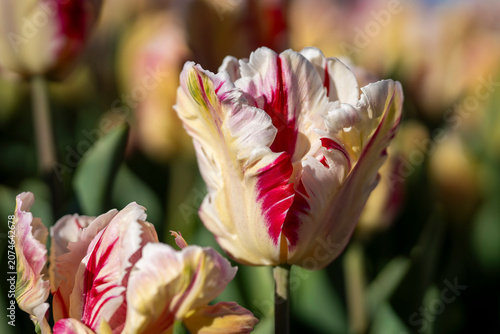 Each ruffled petal looks like it has been brushed by an artist’s hand, tulipa ‘Flaming Art’. Fringed Tulipa ‘Flaming Art’ tulips with creamy white, yellow and crimson variegated petals. 