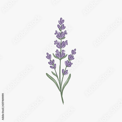 Delicate purple lavender sprig with green stems and leaves.