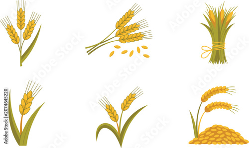 Fotografie Barley vector set with golden cereal stalks, organic agriculture crop sheaves for farm beer brewing designs, flat cartoon food graphics