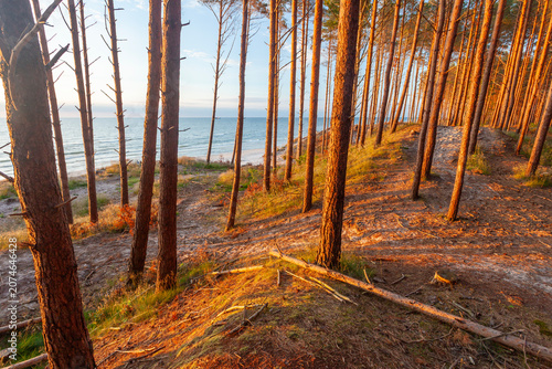 Forest on the Baltic Sea coast