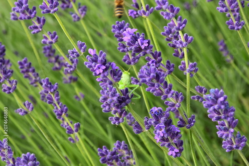 Lavender in Hungarym Kőröshegy
