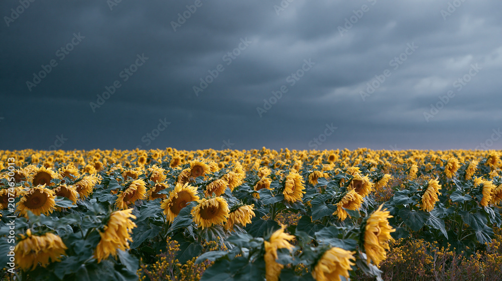 Fototapeta premium Landscape photograph of a field of sunflowers. the field is vast and full of bright yellow flowers, with rows of them reaching up towards the sky.