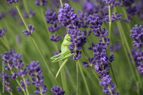 Lavender in Hungarym Kőröshegy