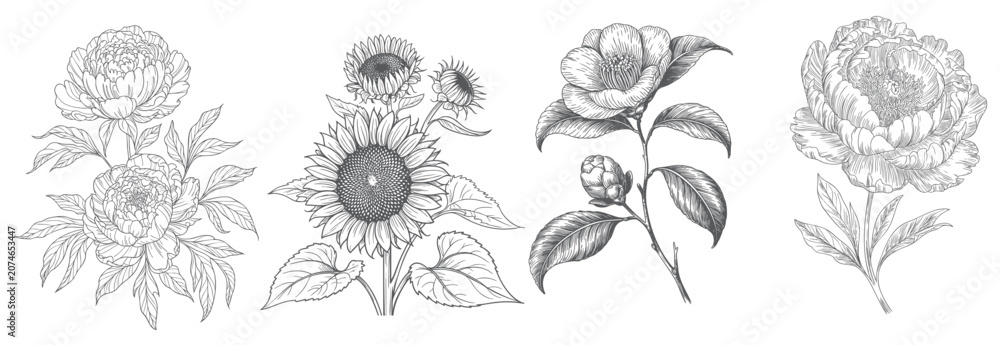 Fototapeta premium Engraved garden flower illustration set with detailed botanical blooms