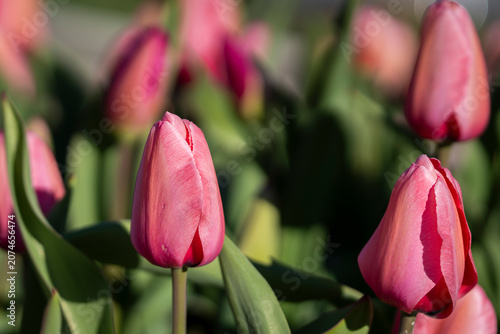 Glowing in the gentle embrace of morning sunlight, these graceful ‘Pink Impression’ tulips bring a sense of calm and the timeless beauty. Pink Tulipa ‘Pink Impression’ blooming in spring sunlight. 