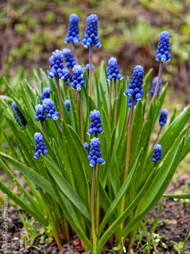 Grape hyacinths, also known as Muscari, bloom with dense clusters of small, bell-shaped blue flowers during the spring season