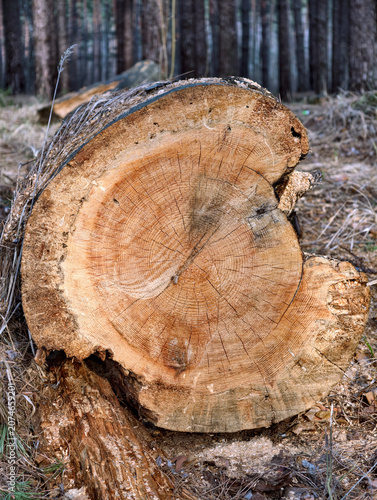 Cut timber log with natural growth rings exposed on the surface lying among pine trees in a forest setting
