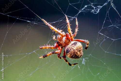 Foto spotted orbweaver spider in its web