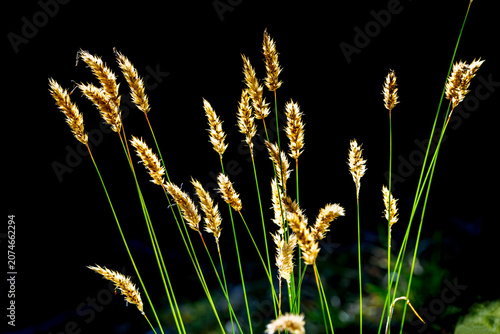 Foto vernal grasses growing on a mountain peak