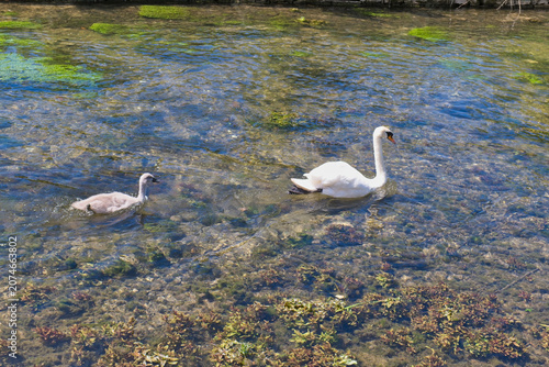Fotografie A white swan and its gray cygnet gracefully swim in clear, shallow river water
