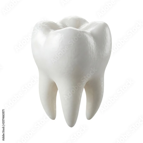 White human molar tooth model isolated with dentistry stomatology biological structure wellness clinical treatment prevention orthodontics healthcare isolated diagnostic background