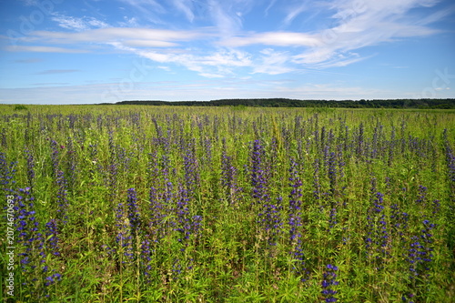 green field and blue sky