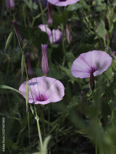 Field bindweed flowers blooming in green foliage