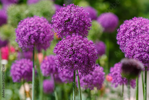 Fotografía Allium aflatunense 'Purple Sensation' is a spectacular variety of decorative oni