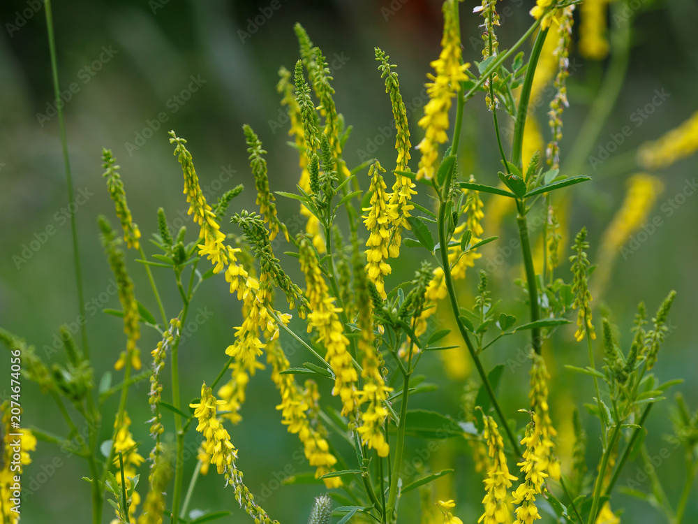 Fototapeta premium Melilotus officinalis is a biennial herbaceous plant, a species of the genus Sweet clover of the legume family, subfamily Faboideae