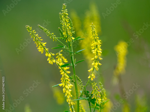 Cuadro en lienzo Melilotus officinalis is a biennial herbaceous plant, a species of the genus Swe