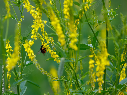 Sweet clover ( Latin- Melilotus officinalis ) is a biennial herbaceous plant, a species of the genus Sweet clover of the legume family, subfamily Faboideae