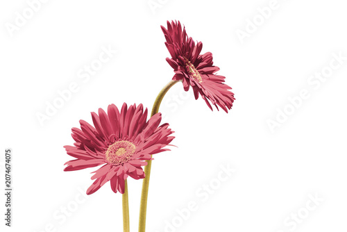 Two pretty flowers in bright colors isolated on transparent background. PNG image.