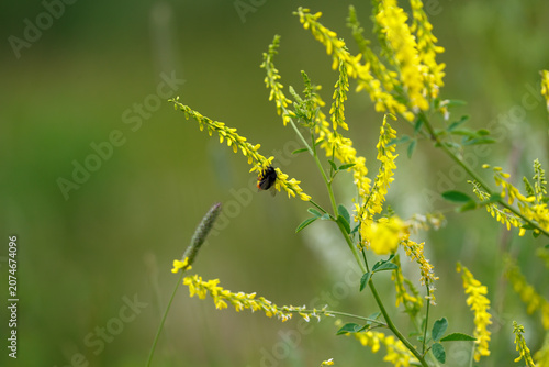 Sweet clover ( Latin- Melilotus officinalis ) is a biennial herbaceous plant, a species of the genus Sweet clover of the legume family, subfamily Faboideae