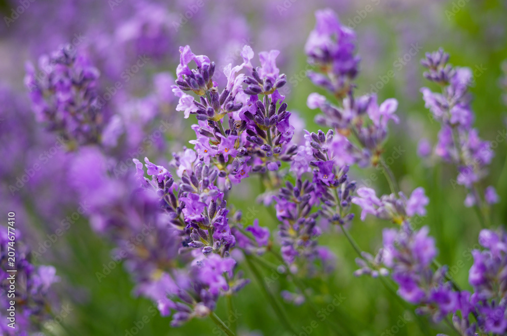 Obraz premium Blooming lavender in garden, Lavender background close up