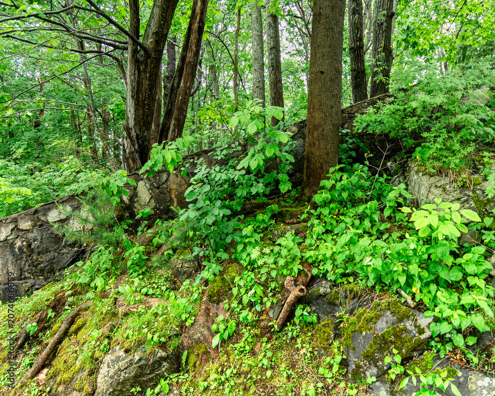Obraz premium Moss Covered Stone Retaining Wall in a Lush Deciduous Forest Landscape