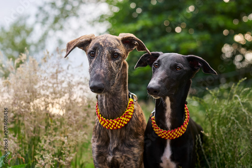 Konstfotografi Zwei spanische Windhunde mit spanischen Halsbändern