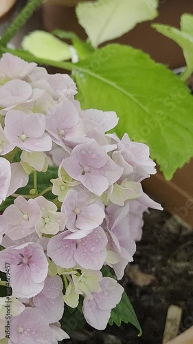 hydrangea pastel pink color flower close up. hortensia blooming flower in the balcony garden, patio or balcony pottet gardening.