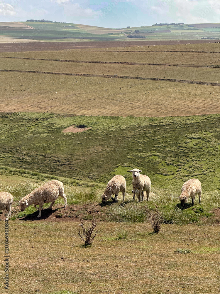Fototapeta premium Sheep grazing pasture in Kenya before rotation to potato production