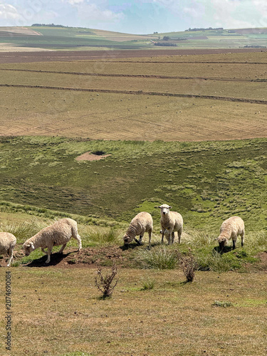 Sheep grazing pasture in Kenya before rotation to potato production